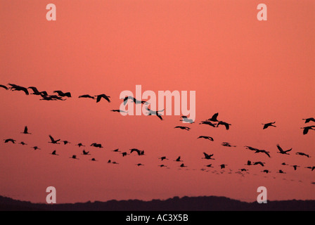 Crane Grus grus volant à l'aube photographié en Espagne à l'alimentation d'hiver, Gallocanta Banque D'Images