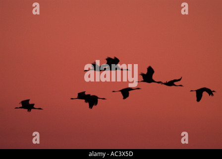 Crane Grus grus volant à l'aube photographié en Espagne à l'alimentation d'hiver Banque D'Images