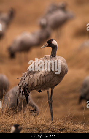 Crane Grus grus photographié en Espagne à l'alimentation d'hiver, Gallocanta Banque D'Images