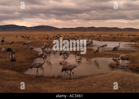 Crane Grus grus photographié en Espagne à l'alimentation d'hiver, Gallocanta Banque D'Images