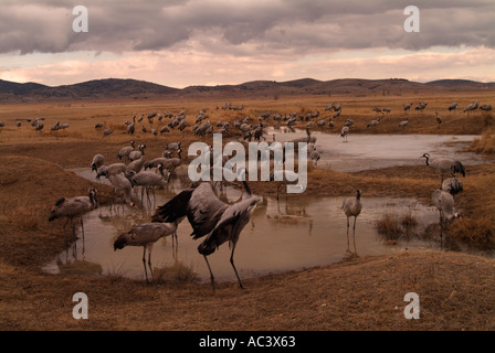 Crane Grus grus photographié en Espagne à l'alimentation d'hiver,motifs Gallocanta Banque D'Images