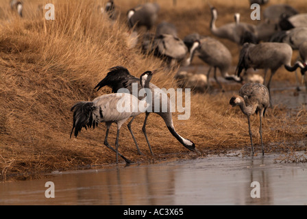 Crane Grus grus photographié en Espagne à l'alimentation d'hiver, Gallocanta Banque D'Images