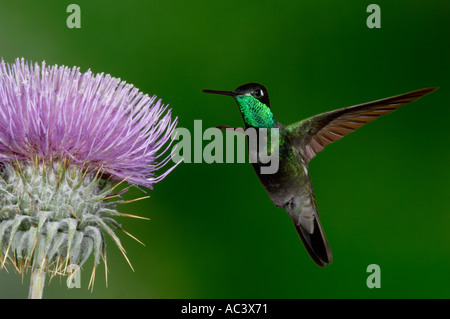 Colibri magnifique fulgens Eugene alimentation adultes sur Thistle Fleurs photographiées en Arizona USA Banque D'Images