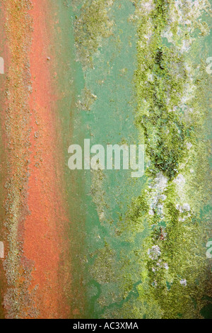 Motif texturé de couleur de rouille et les algues sur les feuilles d'acier Banque D'Images