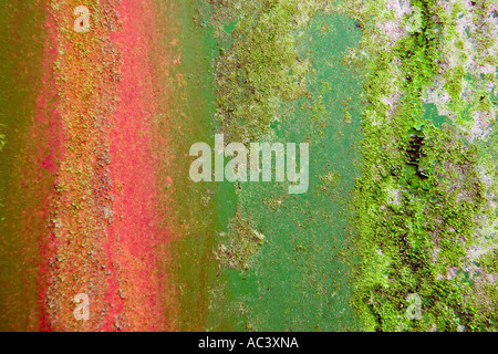 Motif texturé de couleur de rouille et les algues sur les feuilles d'acier Banque D'Images
