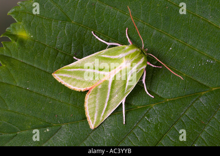 Lignes d'argent vert Pseudoips prasinana au repos sur leaf bedfordshire potton Banque D'Images