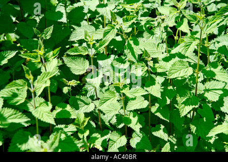 Ortie Urtica dioica Banque D'Images