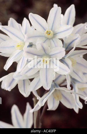 Bulbocodium vernum var. libanotica (Striped squill) Close up des grappes de fleurs bleu et blanc. Banque D'Images