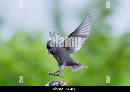 Sansonnet Sturnus vulgaris avec ailes à l'atterrissage d'alerte sur l'après Nice avec arrière-plan flou bedfordshire potton Banque D'Images