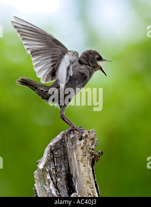 Sansonnet Sturnus vulgaris debout sur moignon avec bec ouvert et les ailes à potton appelant bedfordshire Banque D'Images