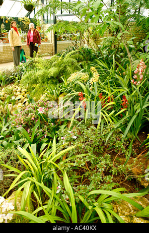 Royal Botanic Gardens Kew Richmond London Princess of Wales conservatory orchidées et fougères Banque D'Images