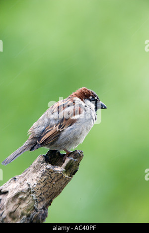 Moineau domestique Passer domesticus mâle perché sur une branche dans la pluie avec plumes humides avec alerte à la belle arrière-plan flou Banque D'Images