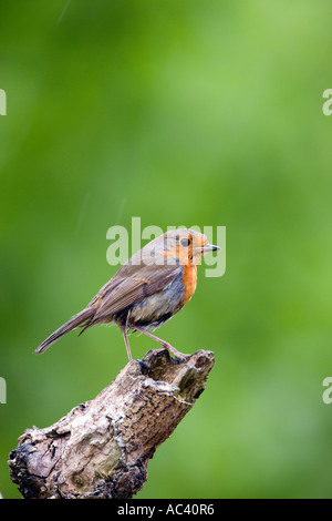 Erithacus rubecula aux abords d'alerte à la direction de Nice avec l'arrière-plan flou bedfordshire potton Banque D'Images