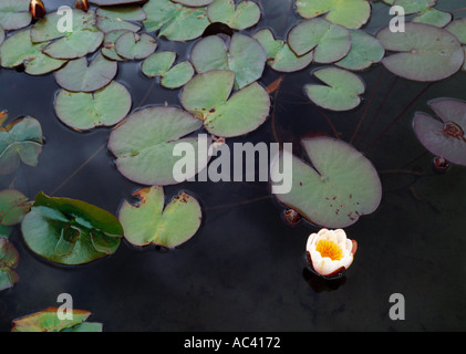 Un seul nénuphar blanc fleur dans un étang - Irlande Banque D'Images