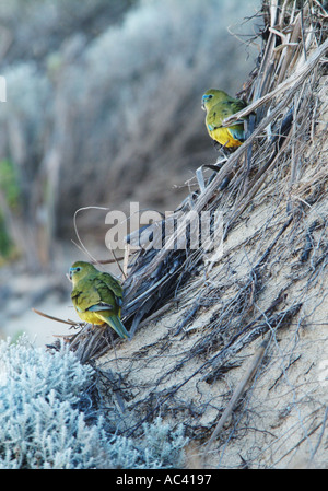 Rock perroquets Cap Leeuwin en Australie occidentale Banque D'Images