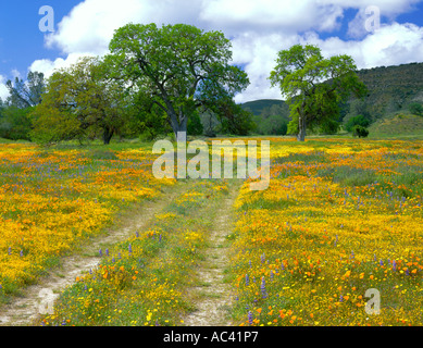San Luis Obispo County CA route serpentant à travers la vallée de fleurs sauvages et arbres de chêne Banque D'Images