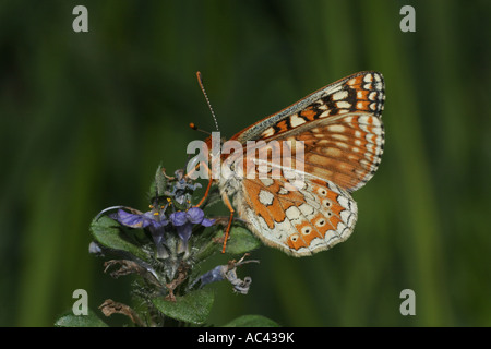 Marsh Fritillary, Euphydryas aurinia. Face inférieure. Paysage. Banque D'Images