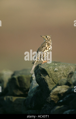 Mistle Thrush (Turdus viscivorus) sur le mur de pierre avec tête tourna autour de Banque D'Images