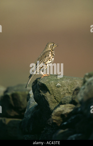 Mistle Thrush (Turdus viscivorus) sur mur de pierre chanter Banque D'Images