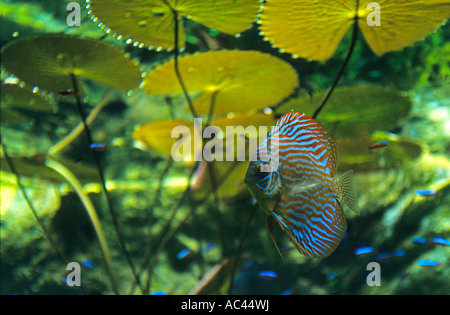 Discus et nénuphars. Discus et nymphéas. Banque D'Images