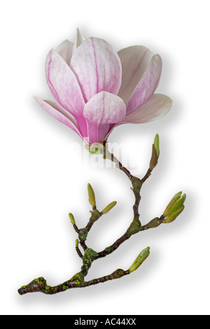 Fleur de magnolia une soucoupe photographié dans le studio (France). Fleur de magnolia (Magnolia x soulangeana) photographiée en studio Banque D'Images