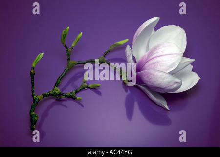 Fleur de magnolia une soucoupe photographié dans le studio (France). Fleur de magnolia (Magnolia x soulangeana) photographiée en studio Banque D'Images