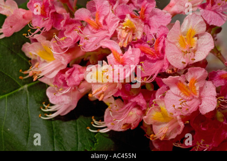 En mai, Rouge merisier fleurs (France). Fleurs de marronnier rouge (Aesculus x carnea) au mois de mai, en France. Banque D'Images