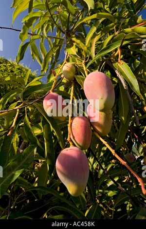 Dans un manguier (Mangifera indica) fructification. Le Mexique. Fruits en manguier (Mangifera indica). Mexique. Banque D'Images