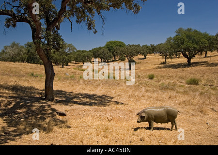 Un porc (Sus scrofa domesticus) vivant dans une relative liberté (Portugal). Cochon (Sus scrofa domesticus) en semi-liberté (Portugal). Banque D'Images