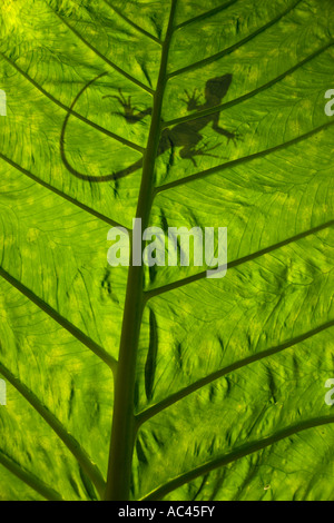 Un cormoran à green Basilisk (Basiliscus plumifrons) grandes lignes, rétroéclairé prise. Alocasia macrorrhiza. Banque D'Images