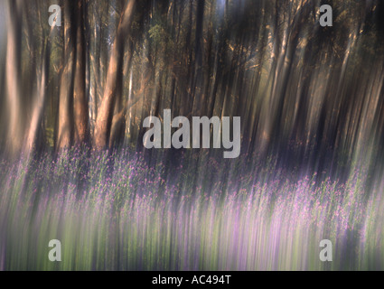 River Red Gums et de fleurs sauvages, de l'Australie III Banque D'Images