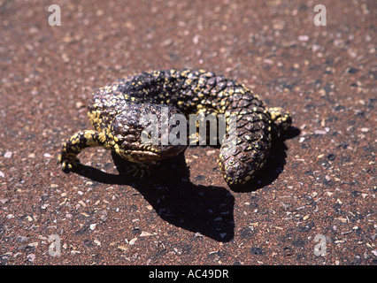 Shingleback Lizard, Australie Banque D'Images