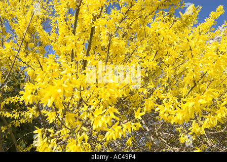 Forsythia en pleine floraison Avril Norfolk Uk Banque D'Images