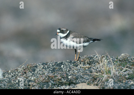 SEMI Pluvier semipalmé Charadrius semipalmatus Banque D'Images