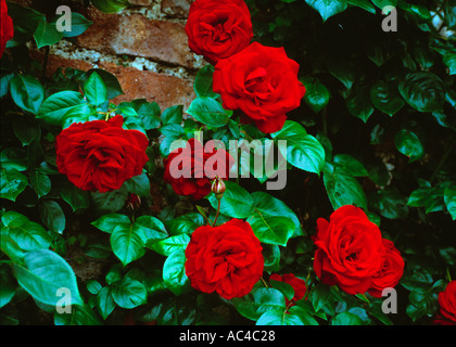 Escalade roses rouges en pleine floraison contre un mur de briques Banque D'Images