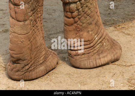 Gros plan de l'aspect ridé froissé marron peau altérée et jambes avant de forme de l'éléphant d'adultes en captivité Banque D'Images