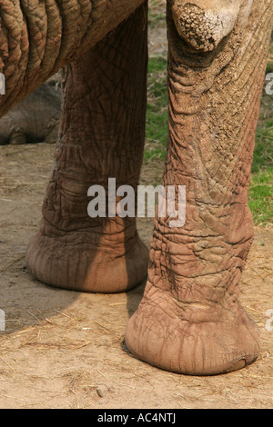 Gros plan de l'aspect ridé froissé marron peau altérée et jambes avant de forme de l'éléphant d'adultes en captivité Banque D'Images