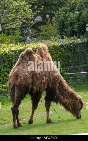 Adultes complètement adulte Chameau de Bactriane Camelus bactrianus pâturage sur l'herbe en captivité dans une réserve naturelle en Angleterre Banque D'Images