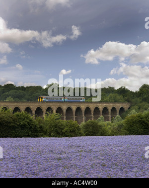 Un train appartenant à l'un traversant le viaduc Chappel en Essex dans l'avant-plan est un domaine de la floraison du lin lin Banque D'Images