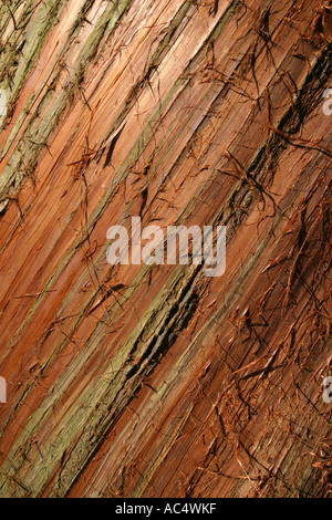 Séquoia Banque D'Images