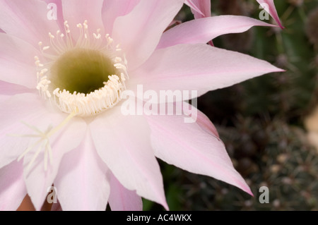 Cactus fleur sur l'apex Banque D'Images