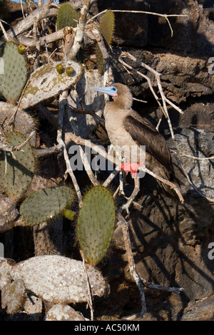 Pieds rouges rouge reposant sur l'île de Genovesa cactus par direction générale des îles Galápagos Banque D'Images
