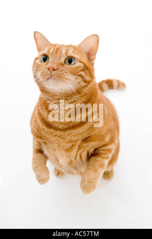 Red Tabby cat assis sur ses pattes. Banque D'Images