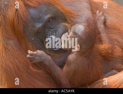 Un homme âgé de 23 semaines bébé orang-outan (Pongo pygmaeus) embrasser sa mère Banque D'Images