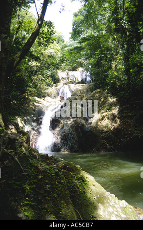 L'Argyll Falls Réserve Forestière Tobago Tobago Caraïbes Banque D'Images