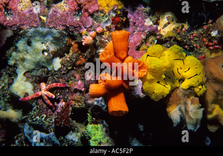 Un nudibranche sur reef Banque D'Images