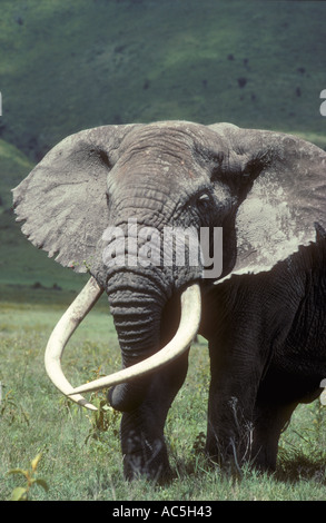 Défenses symétriques sur un éléphant mâle adulte Banque D'Images