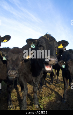 dh Aberdeen Angus bovins bovins Royaume-Uni Scottish Young hard de vache noire face gros plan sur le bétail écossais Banque D'Images