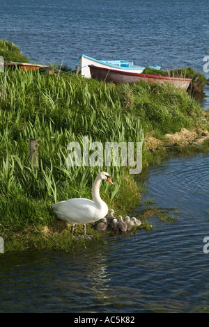 dh Mute Swan Royaume-Uni mère cygne avec de jeunes cygnes bébé Lochside Loch de Harray Orkney cygnus olor cygnet poussins oiseau Banque D'Images