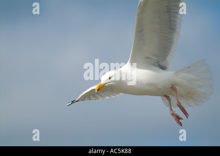 dh Herring Goéland GOÉLAND britannique Goéland argenté Larus argentatus planant en vol mouette de mer européenne volant oiseau de mer ecosse Banque D'Images